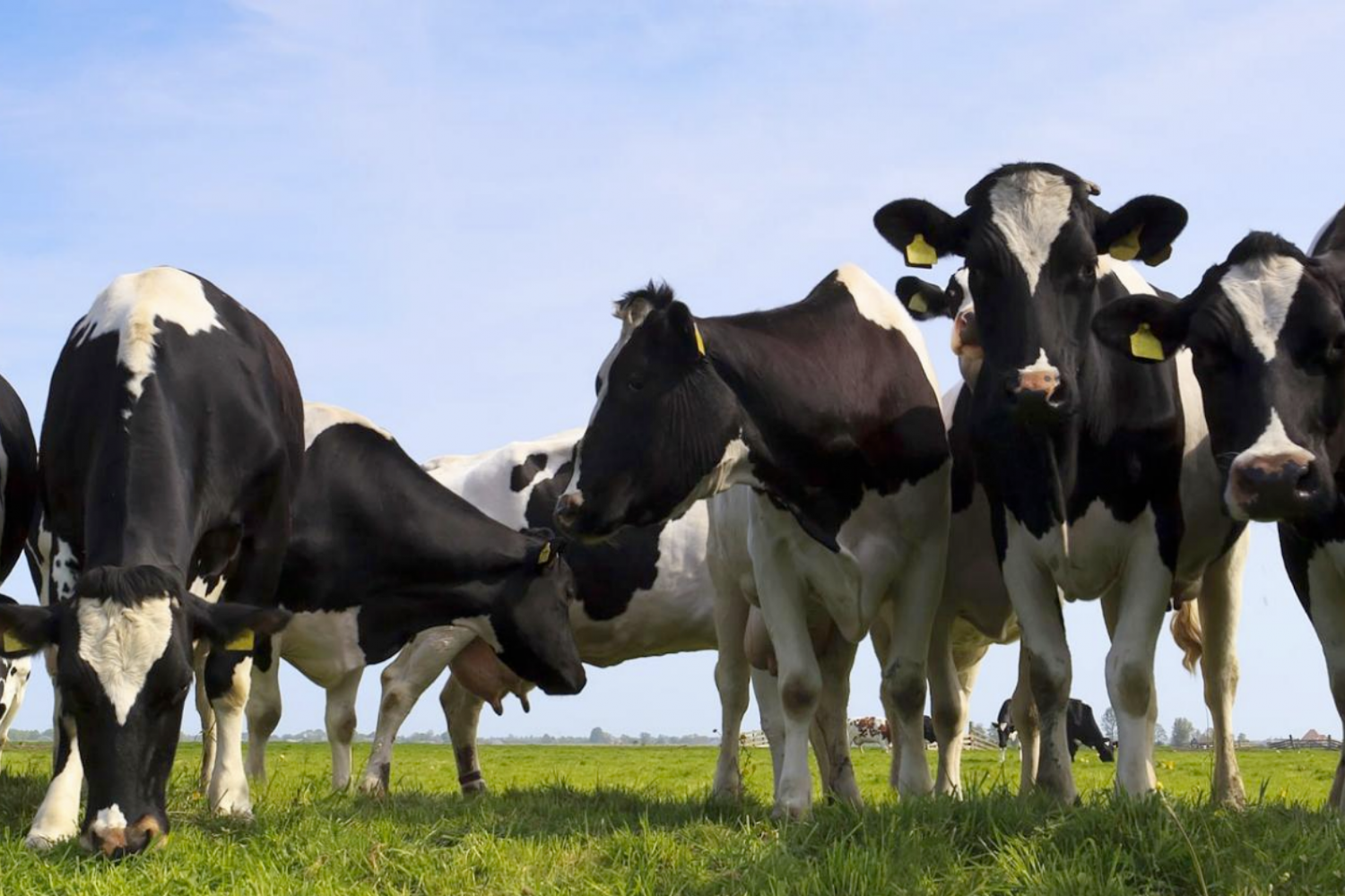 High Sugar Grass voor melkproductie Vandinter Semo